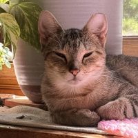 Milwaukee Record Cat Of The Week: Princess — Mequon Business news